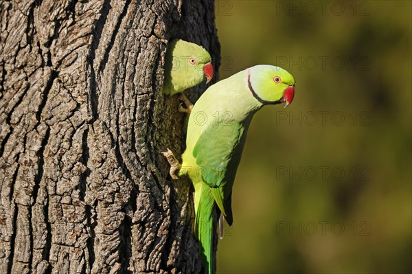 Two collared parakeets