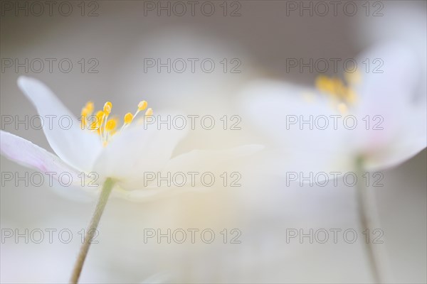 Wood anemone