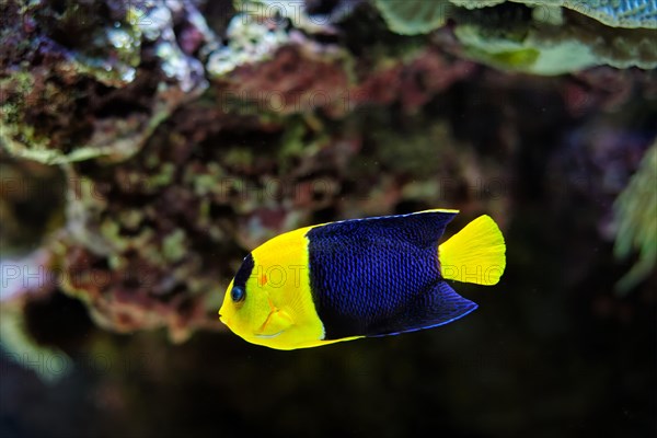 Bicolor angelfish aka