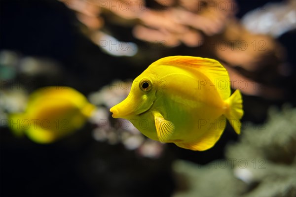 Yellow tang