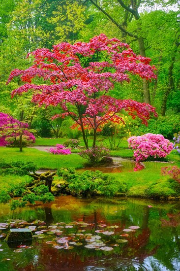 Tree with colorful red leaves in Japanese garden