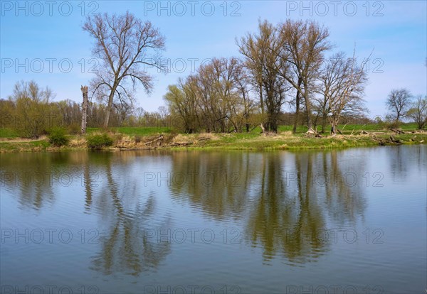 Landschaft am Fluss Oder im Fruehling