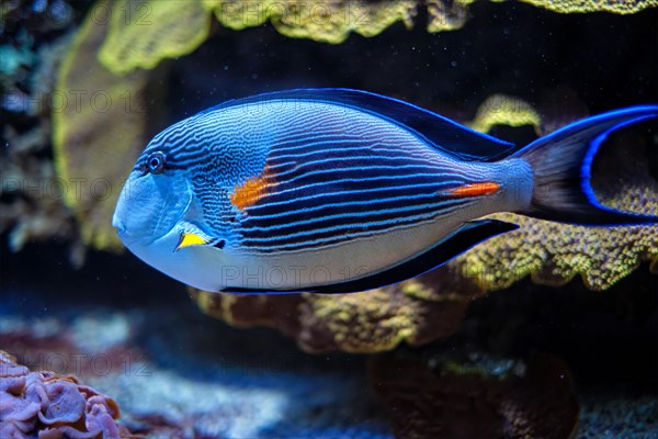 Colorful tropical fish Sohal Surgeonfish