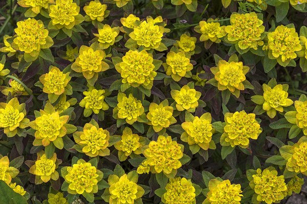 Golden spurge