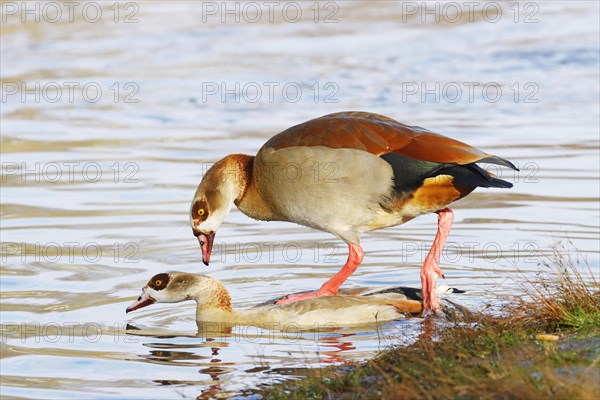 Egyptian goose