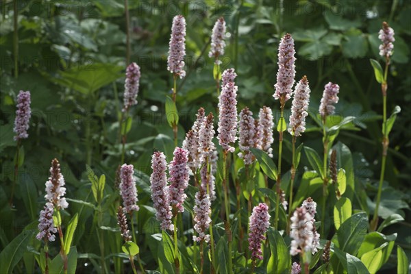 Snail's knotweed