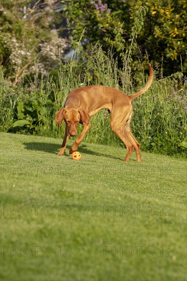 Young Vizsla male