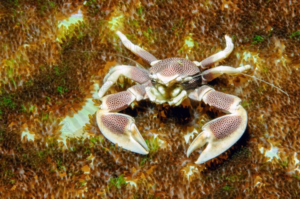 Close-up of spotted porcelain crab