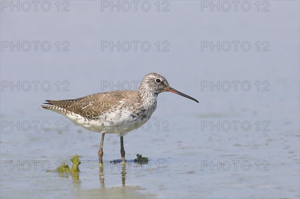 Spotted Redshank