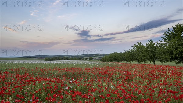 Field with Waldviertel grey poppy