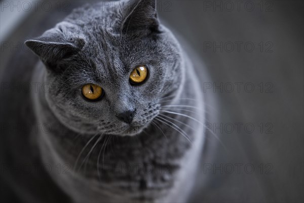 Grey Carthusian cat with yellow eyes