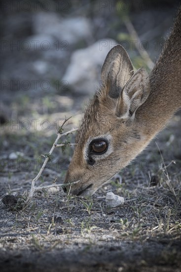 Kirk dikdik or kirk's dik-dik