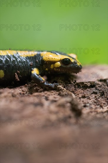 Feuersalamander