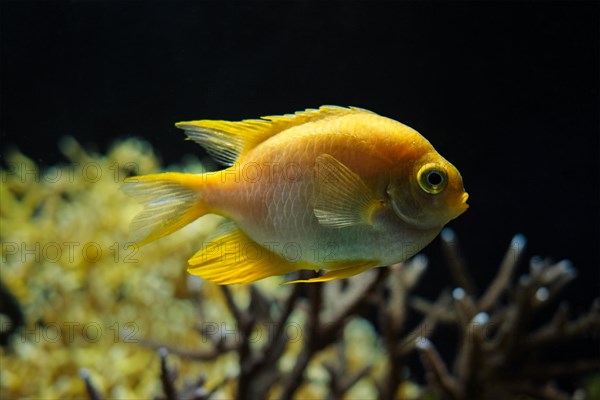 Golden damselfish