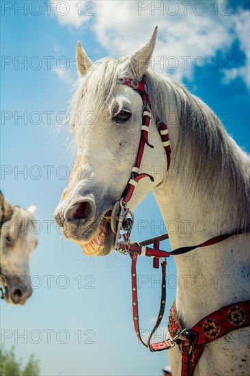 Portrait of dark palomino horse. Horse head with long mane in profile