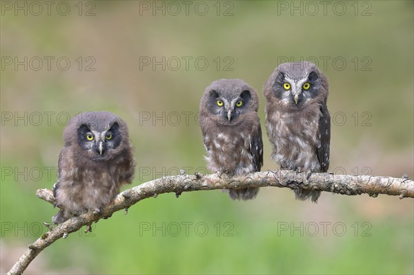 Tengmalm's Owl