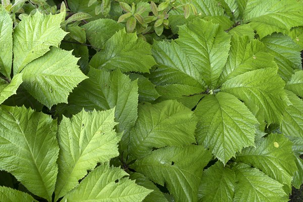 Chestnut-leaved show-leaf