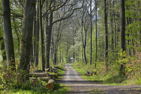 D. BW. Laubwald im Fruehling