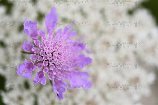 Meadow widow's-flower