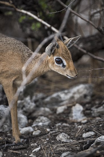 Kirk dikdik or kirk's dik-dik