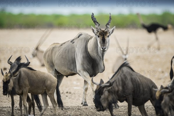 Common eland