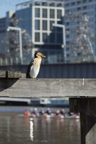 Little pied cormorant