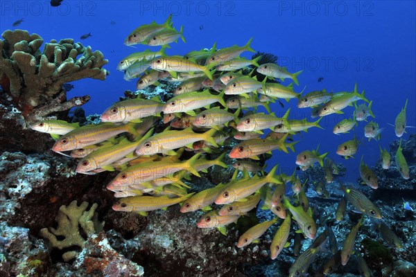 Yellowfin goatfish