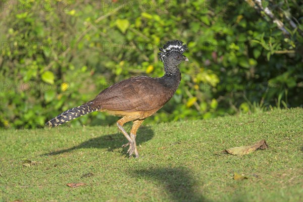 Female great curassow