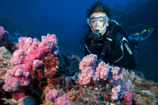 Taucherin betrachtet pink farbige Weichkorallen