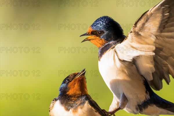 Barn swallows