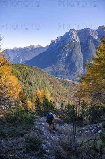 Forest in autumn