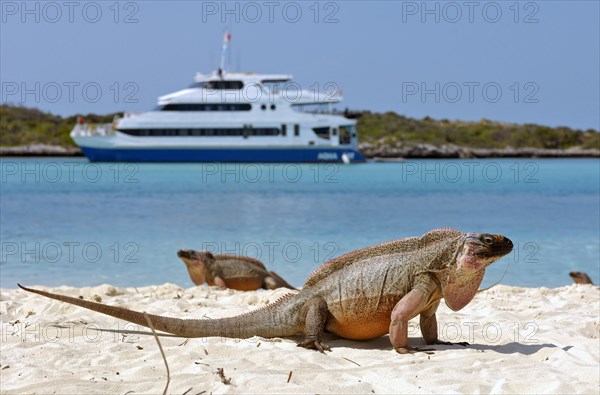 Allens Cay Iguana