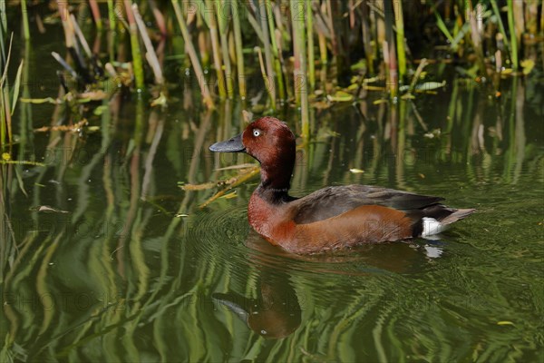 Ferruginous Duck