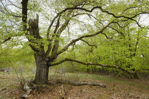 Knotty beech