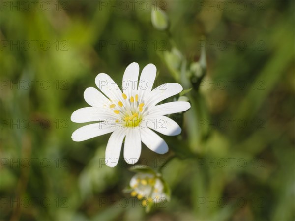 Chickweed