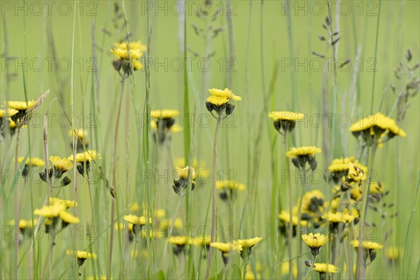 Meadow hawkweed