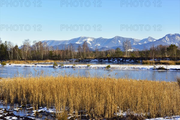 Frozen moor pond with common reed