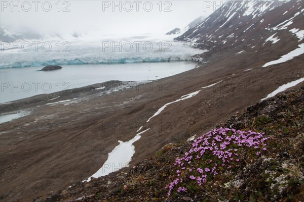 Red purple saxifrage