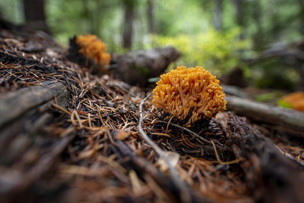 Golden yellow coral