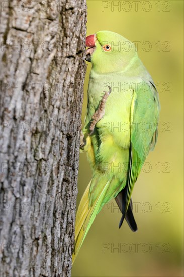 Rose-ringed parakeet