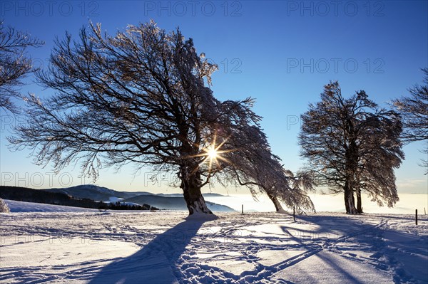 European beech