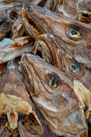 Drying flakes with stockfish cod fish heads in winter. Reine fishing village