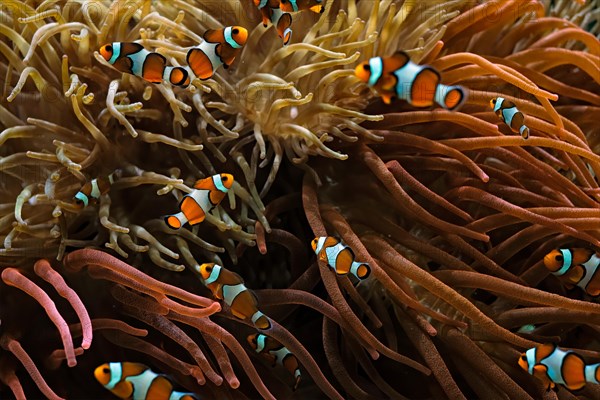 Clown Anemonefish