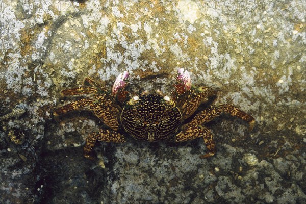 Crab