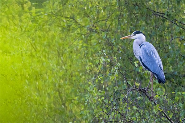 Grey heron