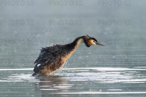 Great Crested Grebe