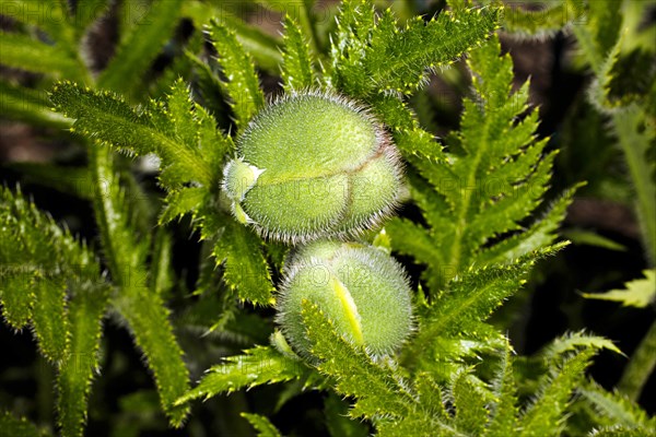 Two buds of an oriental poppy