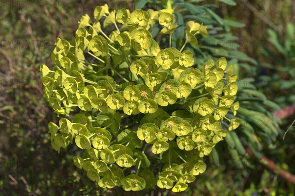 Mediterranean spurge