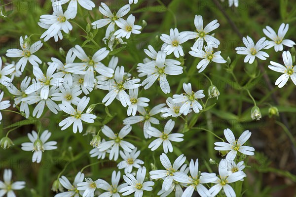 Flowering greater stitchwort