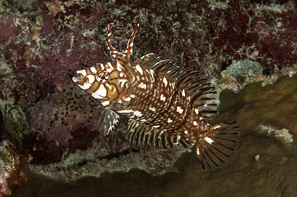 Tree wrasse